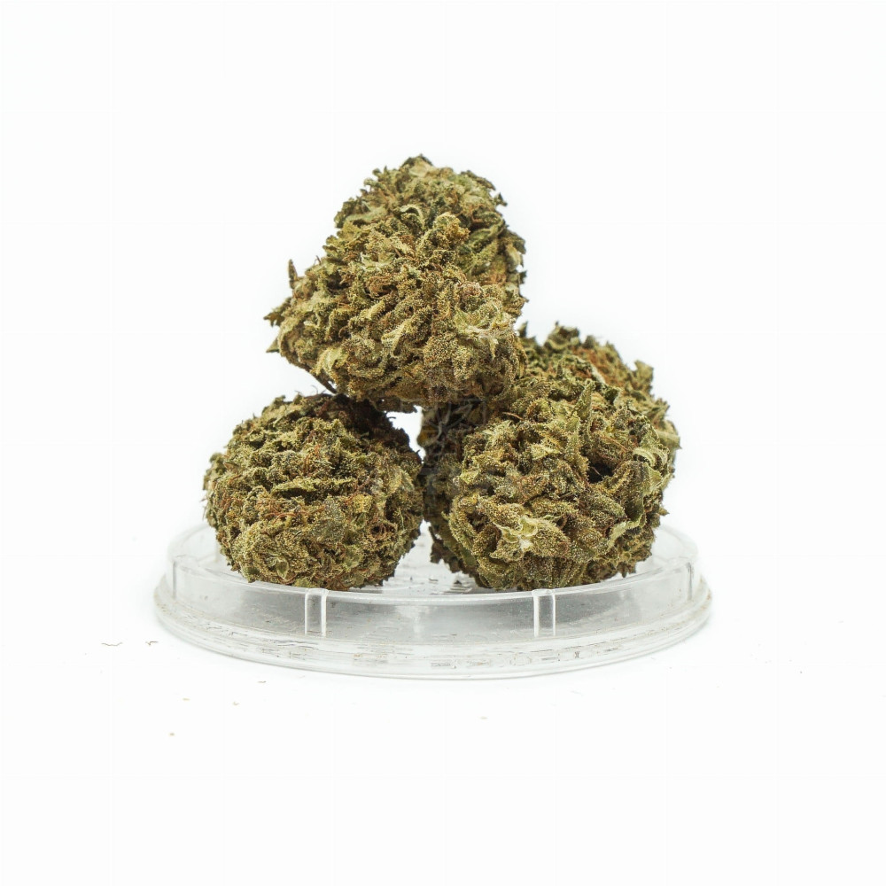 THERAPY Mango Kush 1g /CBD cannabis/